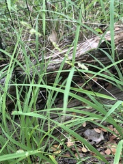 Leersia