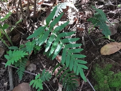 Pleopeltis platylepis