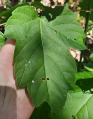 Acer negundo