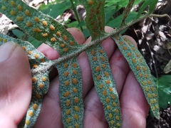 Pleopeltis platylepis