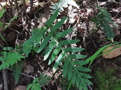 Pleopeltis platylepis