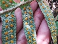 Pleopeltis platylepis