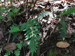 Pleopeltis platylepis