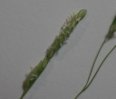 Leersia