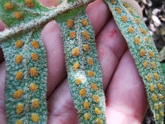 Pleopeltis platylepis