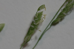 Leersia