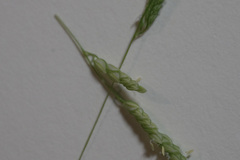 Leersia
