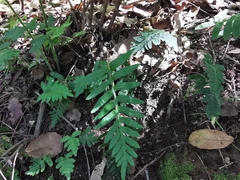 Pleopeltis platylepis