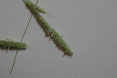 Leersia