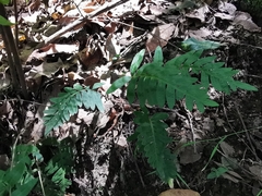 Pleopeltis platylepis