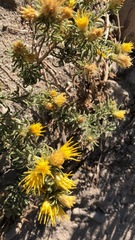 Ericameria discoidea