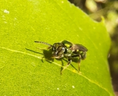 Augochlorella aurata