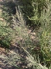 Diplachne fusca