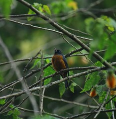 Diglossa baritula