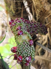 Anthurium pentaphyllum pentaphyllum