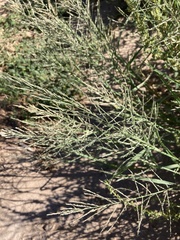 Diplachne fusca