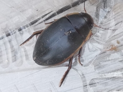 Dytiscus verticalis