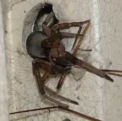 Filistata insidiatrix