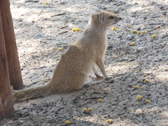 Cynictis penicillata