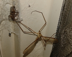 Filistata insidiatrix