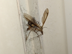 Filistata insidiatrix