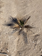 Washingtonia × filibusta