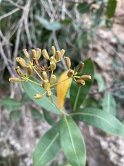Bupleurum fruticosum