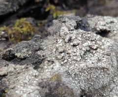 Lecanora