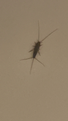 Ctenolepisma lineatum