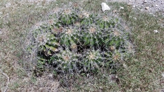 Ferocactus flavovirens