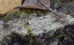 Lecanora