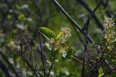 Ceanothus sanguineus