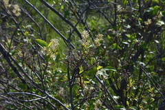Ceanothus sanguineus