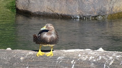 Tachyeres patachonicus