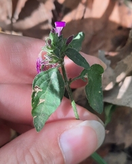 Dicliptera brachiata