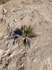 Washingtonia × filibusta