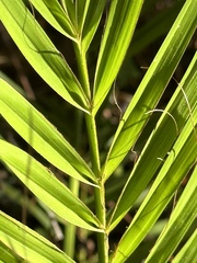 Dypsis lutescens