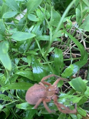 Neosparassus diana