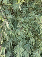 Prosopis alba