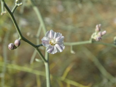 Convolvulus hamadae