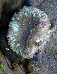 Anthopleura