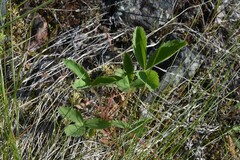 Fragaria virginiana platypetala