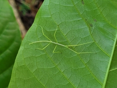 Cladoxerus cryphaleus