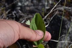 Fragaria virginiana platypetala