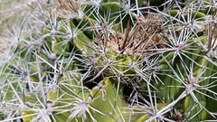 Ferocactus flavovirens