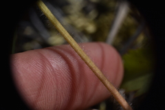 Fragaria virginiana platypetala