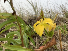 Lilium