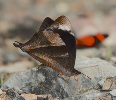 Corades pannonia
