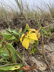 Lilium