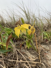Lilium